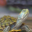 Sea turtle