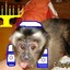 A Jewish Monkey