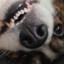 Pawlie