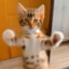 cat motorcycle dance
