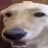 Dog wit da butter
