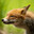 yipper avatar