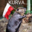 kurva