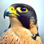 FALCON