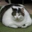 overweight cat