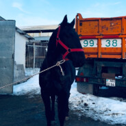 лох изи акк спаси