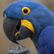 УМРЕТЕ В УКРАЙНА