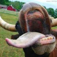 cuca gado