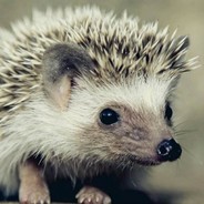Hedgehog