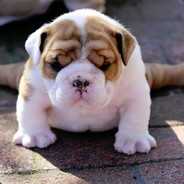 印象派描邊大師