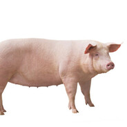 GORDA TRAVESTI BISEXUAL