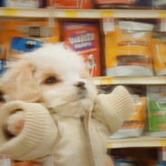 爱人的心脏是颠倒世界的一万六千亩玫瑰