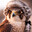 ElderFalcon