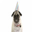 TannerThePug