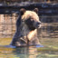 ✪The OG Grizzly