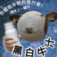 川贝枇杷露