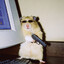 Hamstersson