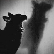 黑猫