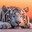 TIGER~~~~