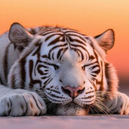 TIGER~~~~