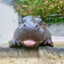 hippo