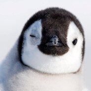 PINGUIM - steam id 76561198359569555