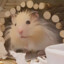 HamsterBu