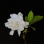 Gardenia