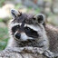 Racoon