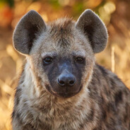 Hyena - steam id 76561198756683974