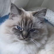 MyCatIsCalledProserpina