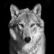 WhiteWolf
