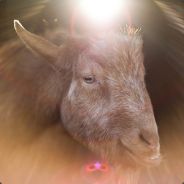 The Holy Goat