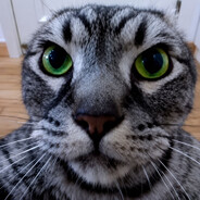 Sr. Gato