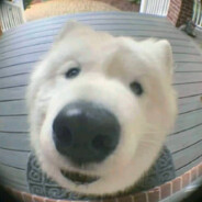 翻斗花园张爷爷