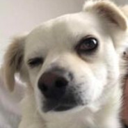 dyskotekowy zabijaka