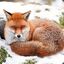 Fluffy Fox