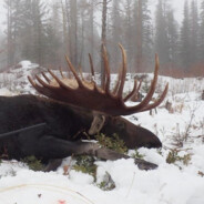 sleeping moose