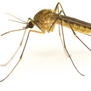 John Mosquito