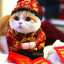 NonChineseCat