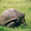 lovely Galápagos-Schildkröte