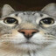 Mr cat CSGOSKINS