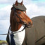 Horse Renoir
