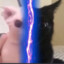 Kurceto