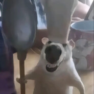 顶级厨师长正在热身