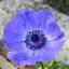 Blaumohn