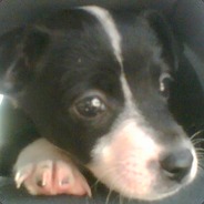 Darkwolfiex