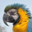 BOT_Parrot