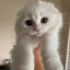 HAMET_MILANOV