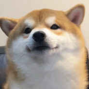 可乐想变熊11111